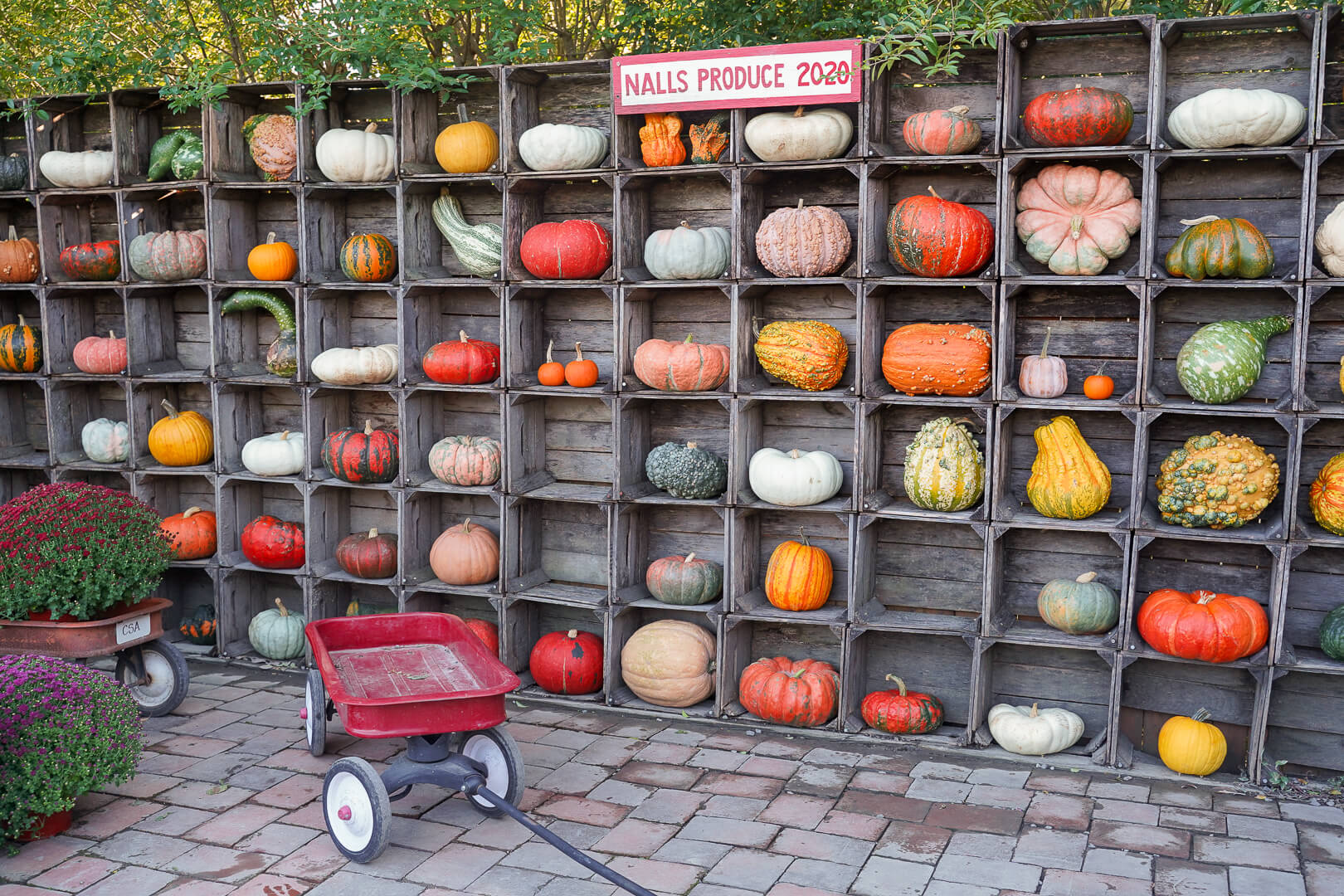 burke garden center pumpkin patch